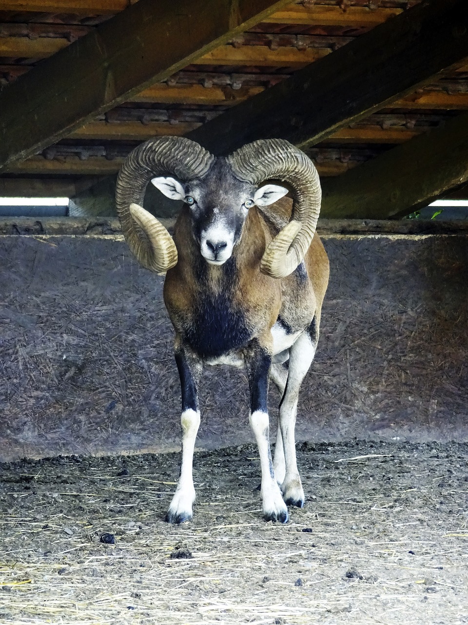 mouflon animal the zoo free photo