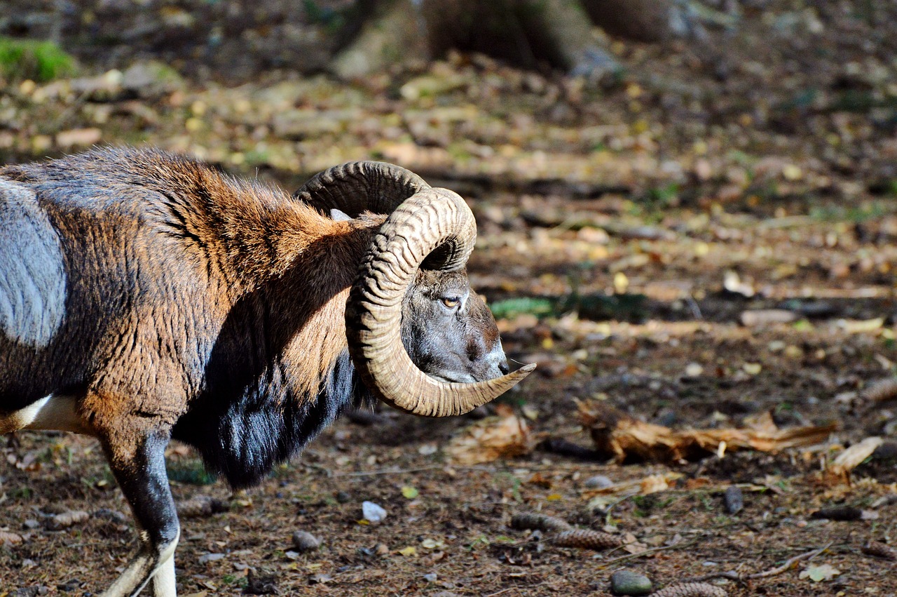 mouflon aries wild animal free photo