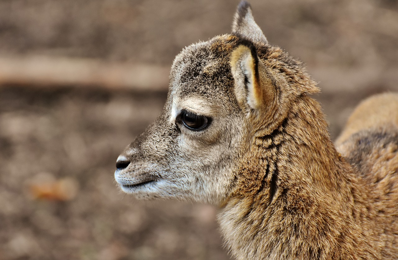 mouflon  young animal  aries free photo