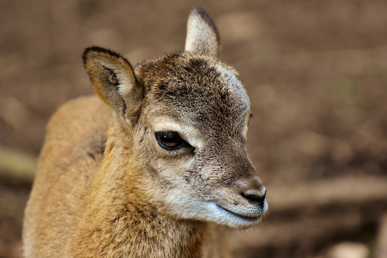mouflon  young animal  aries free photo