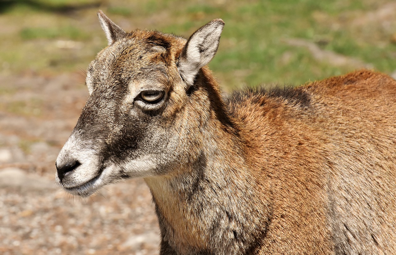 mouflon  wild animal  european mouflon free photo