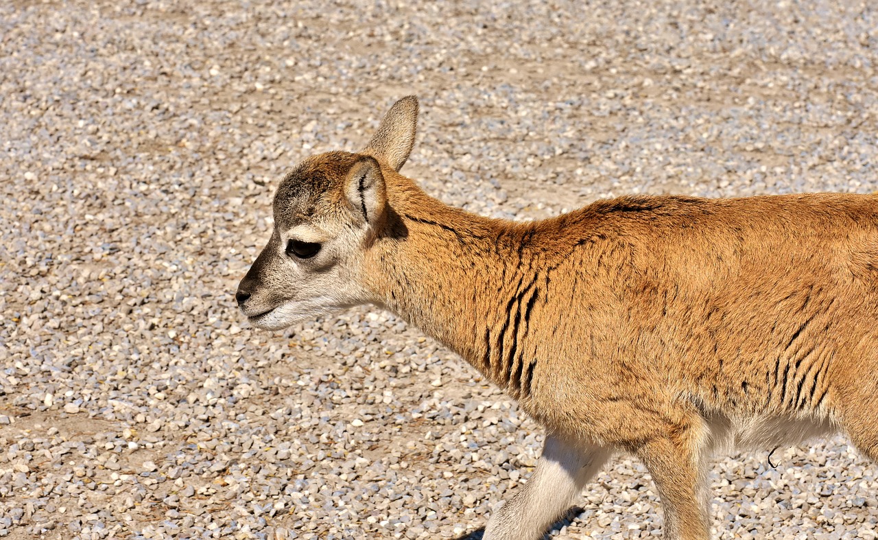 mouflon  young animal  aries free photo