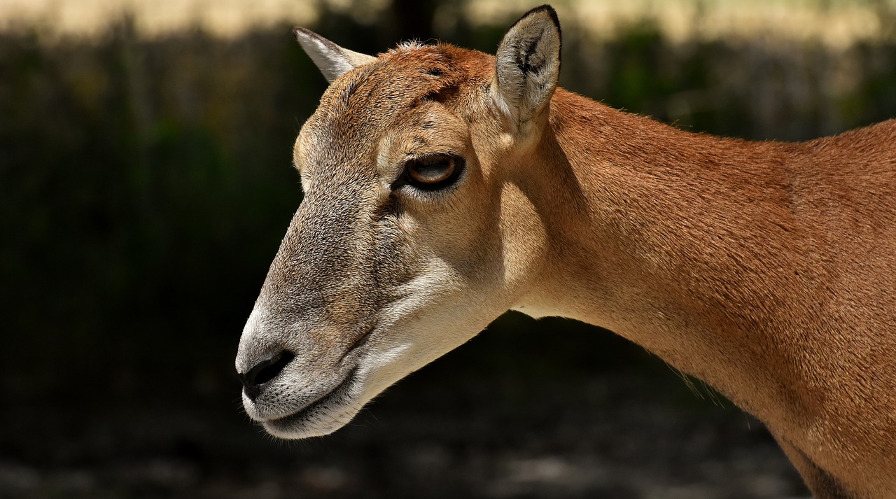 mouflon  wild animal  european mouflon free photo