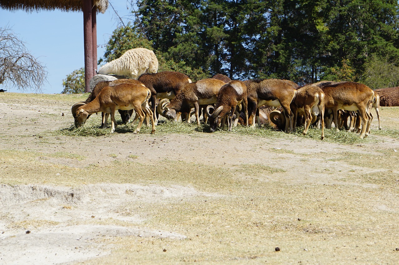 mouflon  safari  africam free photo