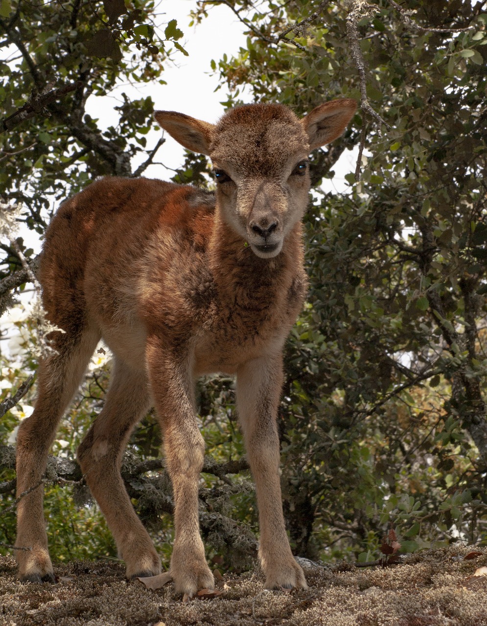 mouflon  nature  animals free photo