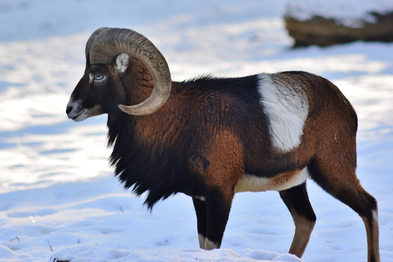 mouflon  bock  winter fur free photo