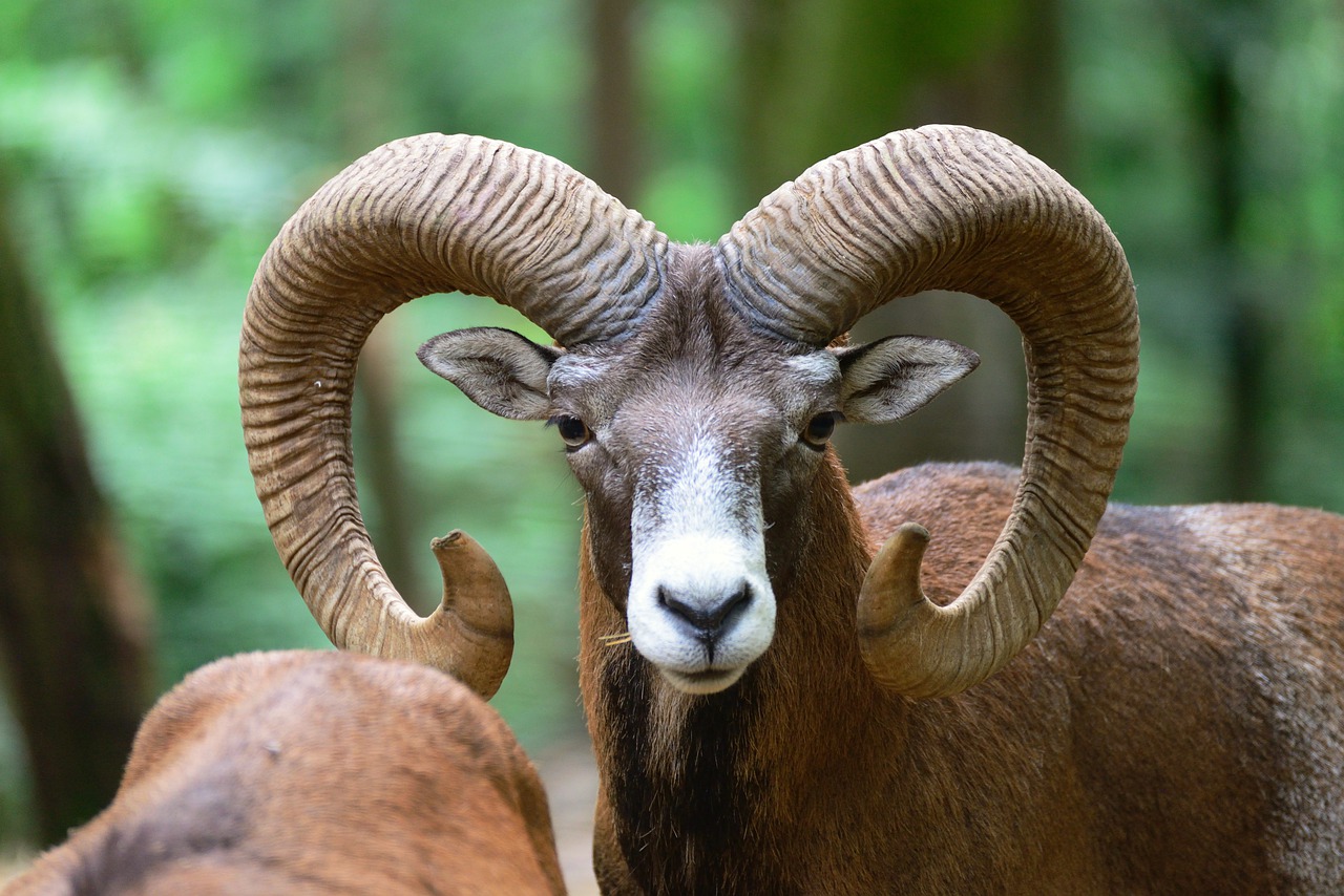 mouflon  aries  animal free photo