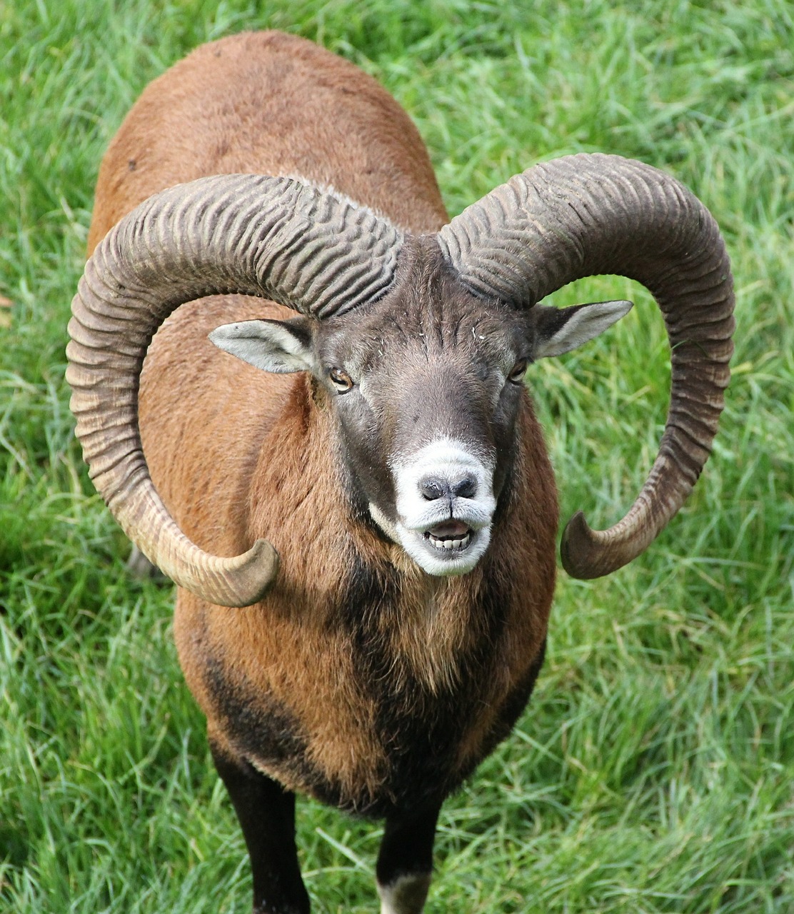 mouflon bock horns free photo