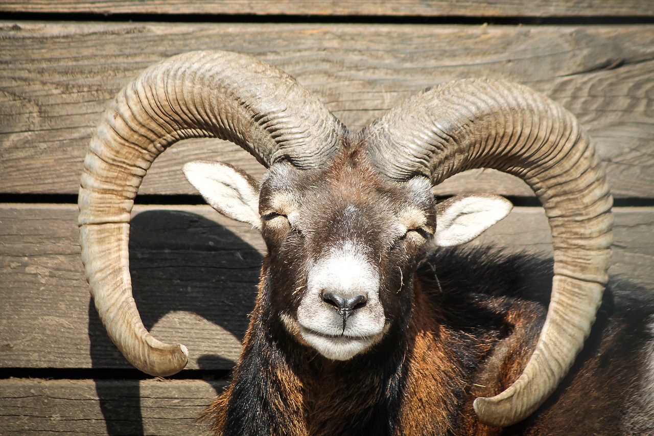 mouflon ungulates horn free photo