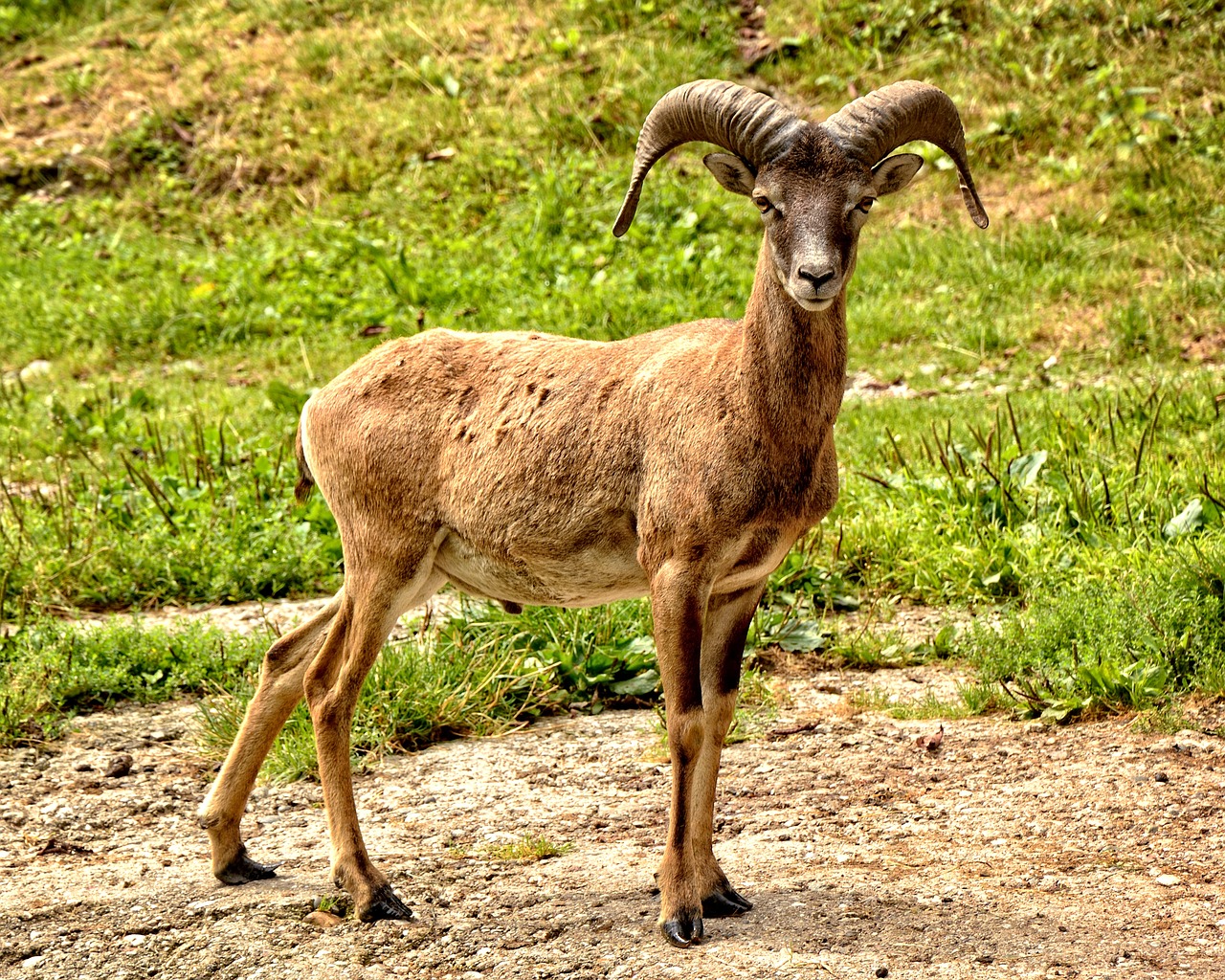 mouflon european mouflon ovis orientalis musimon free photo