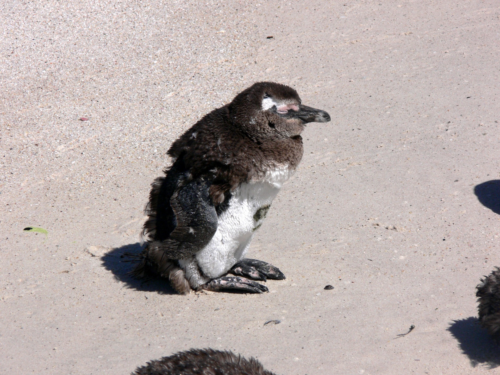 molting penguin beach free photo