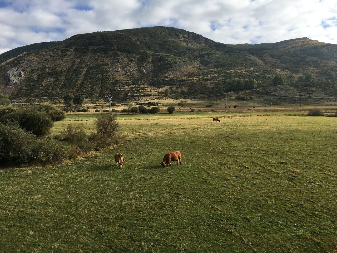 mount mountain cows free photo
