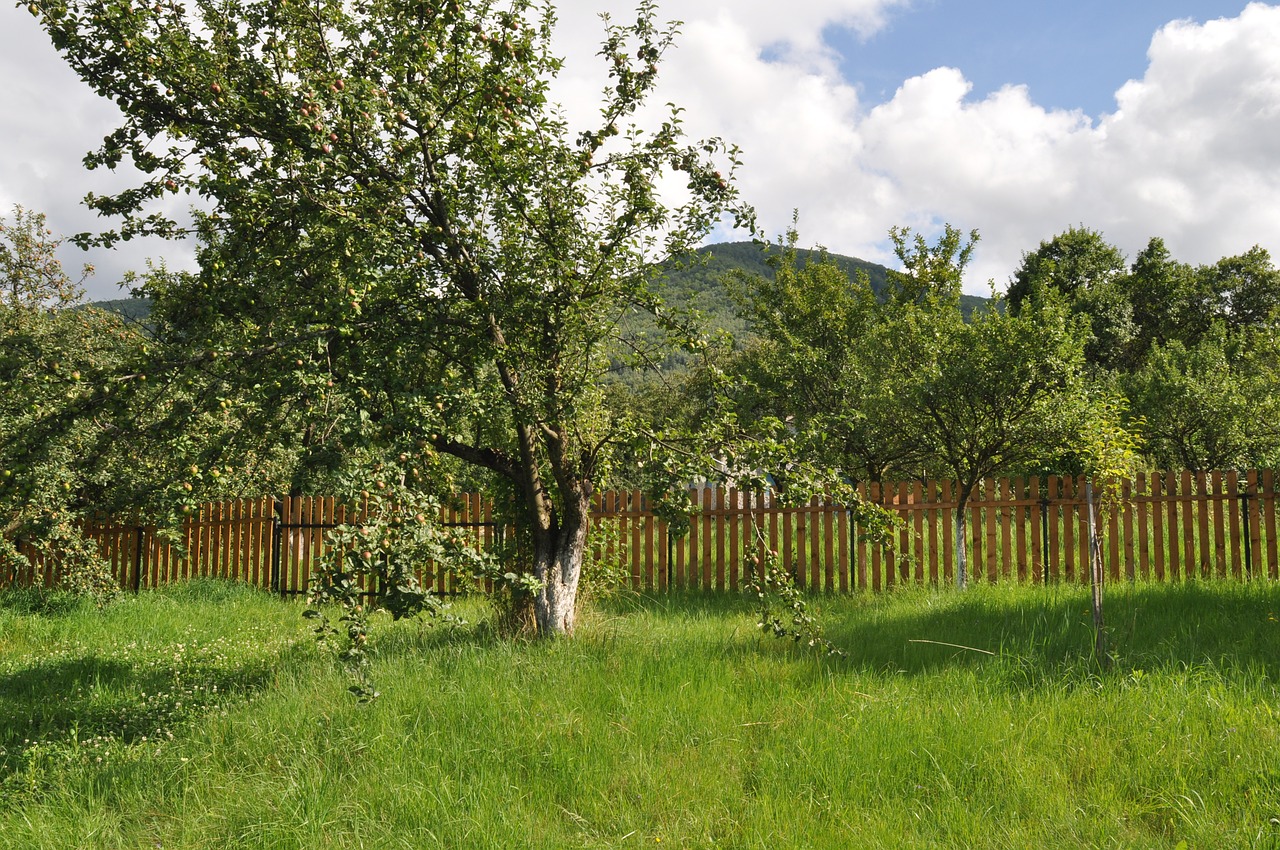 mountain orchard ochard free photo