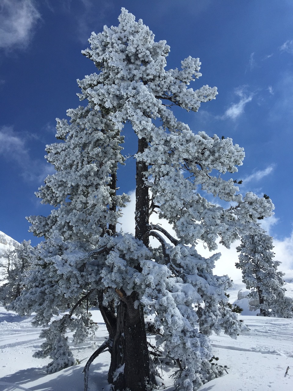 mountain snow winter free photo