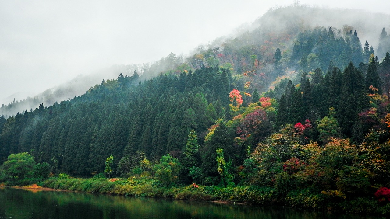 mountain forest trees free photo