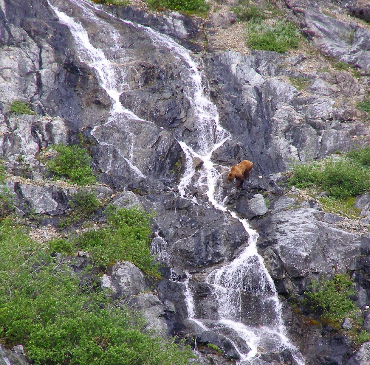 mountain waterfall brown bear free photo