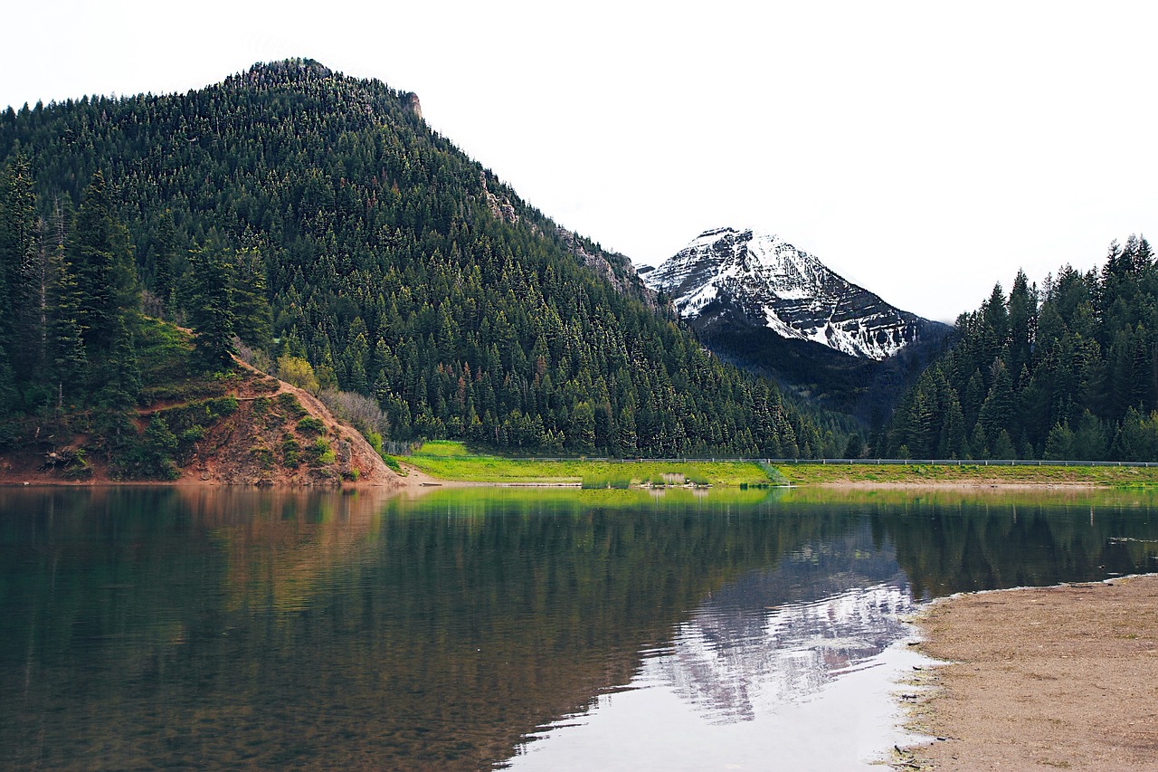 mountain mountains pine forest free photo