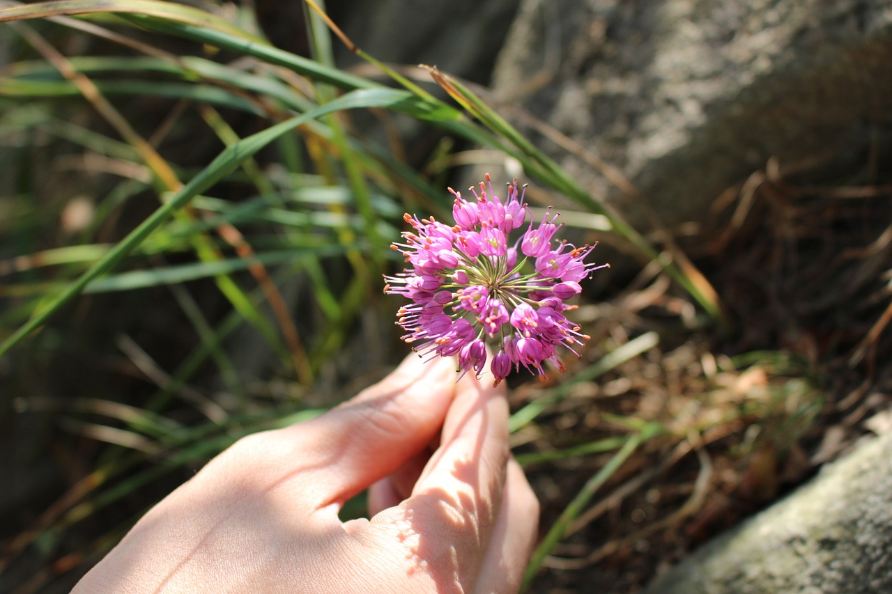 mountain flowers nature free photo