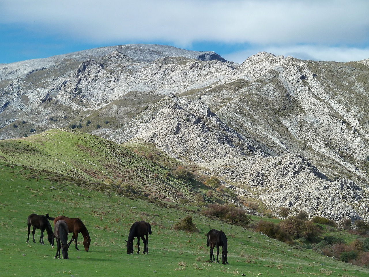 mountain horses landscape free photo