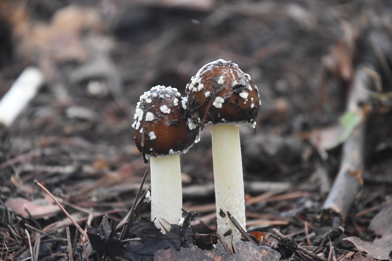 mountain mushroom nature free photo