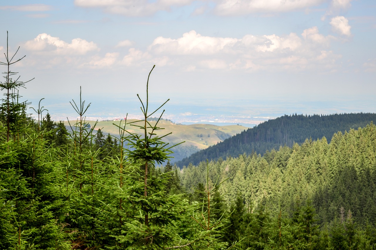 mountain landscape trees free photo