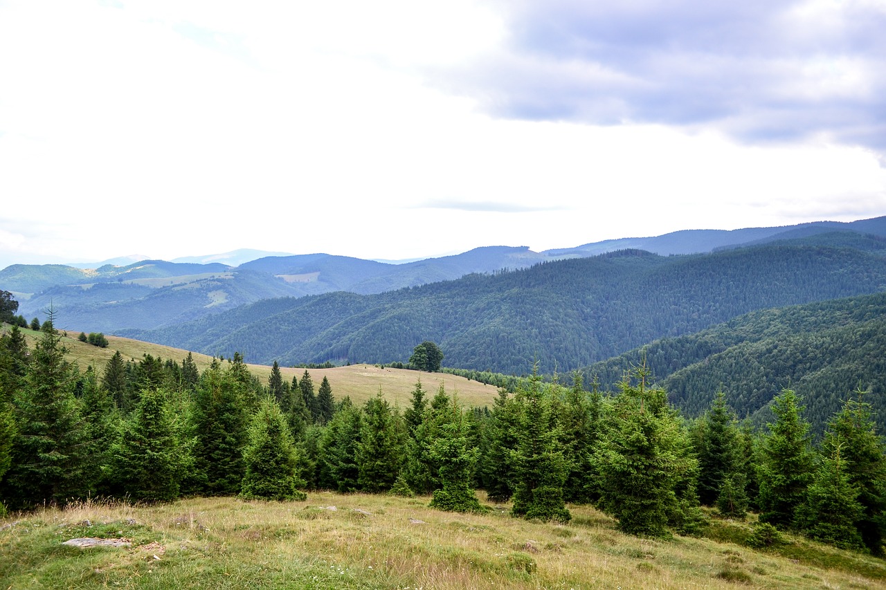 mountain landscape trees free photo