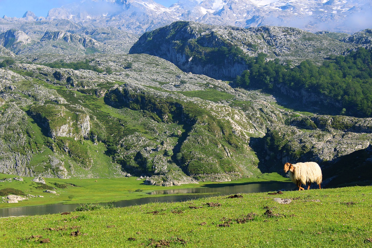 mountain sheep landscape free photo