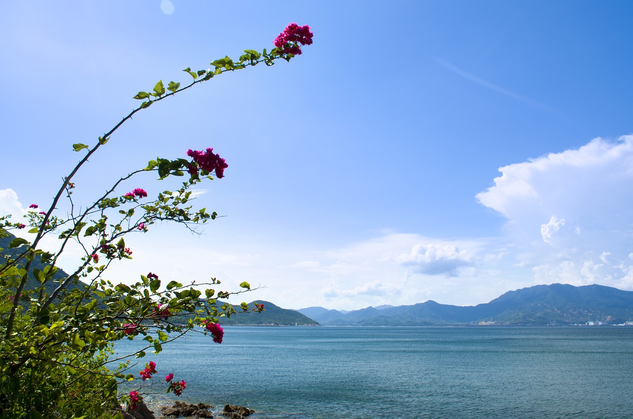 mountain sea flower free photo