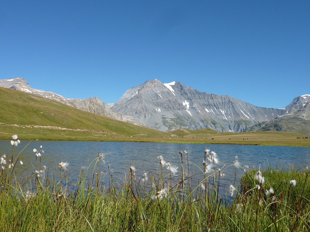 mountain lake flower free photo