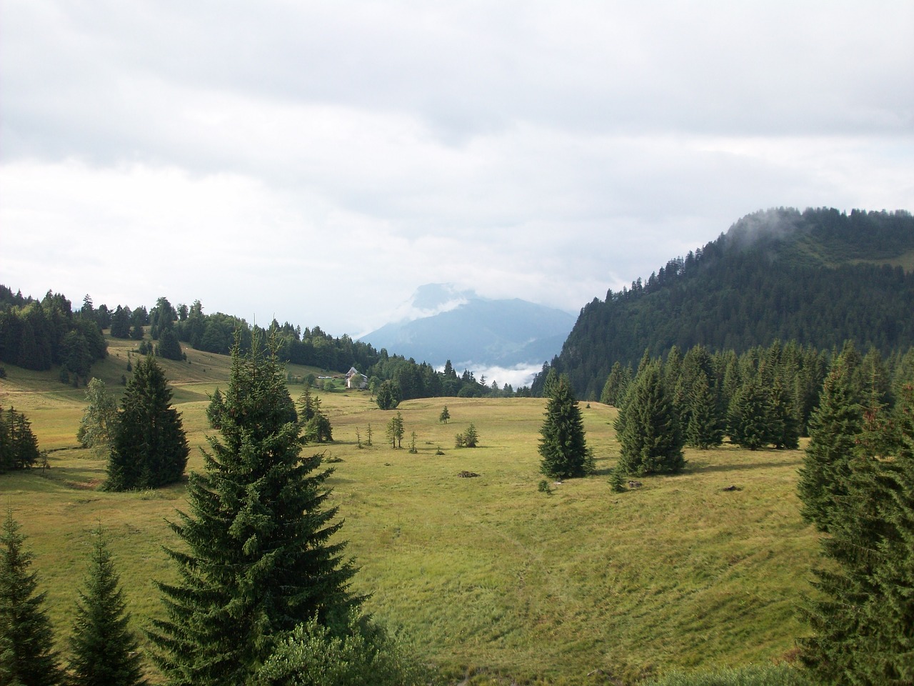 mountain fir landscape free photo