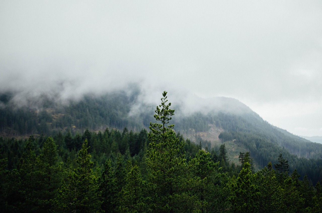 mountain pine tree natural free photo