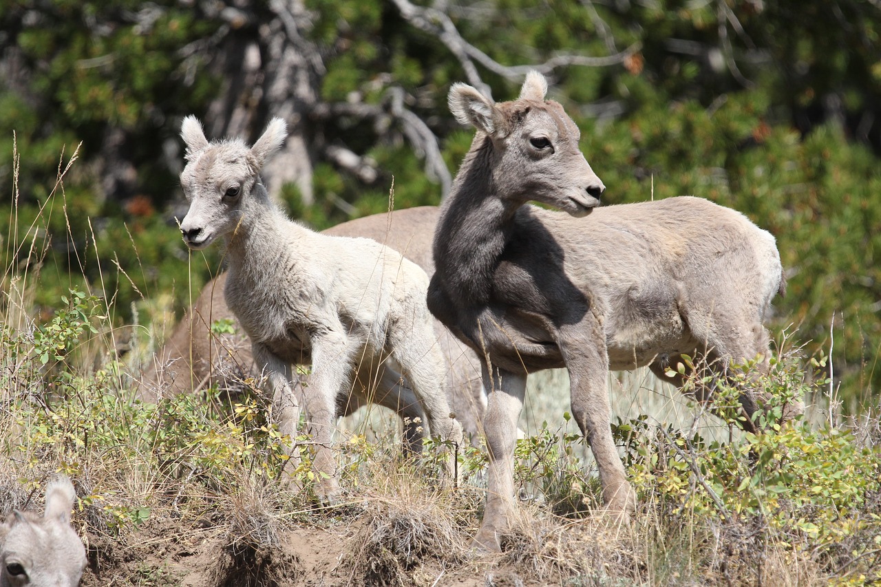 mountain goats wildlife free photo