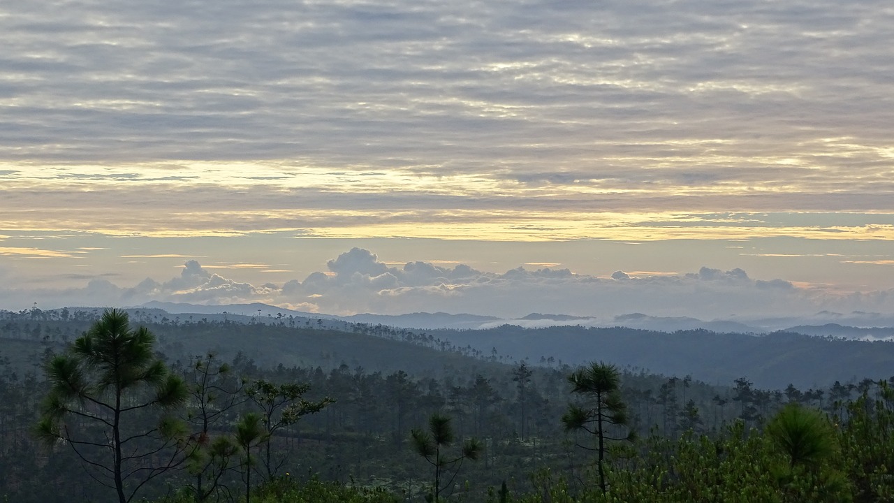 mountain pine ridge free photo