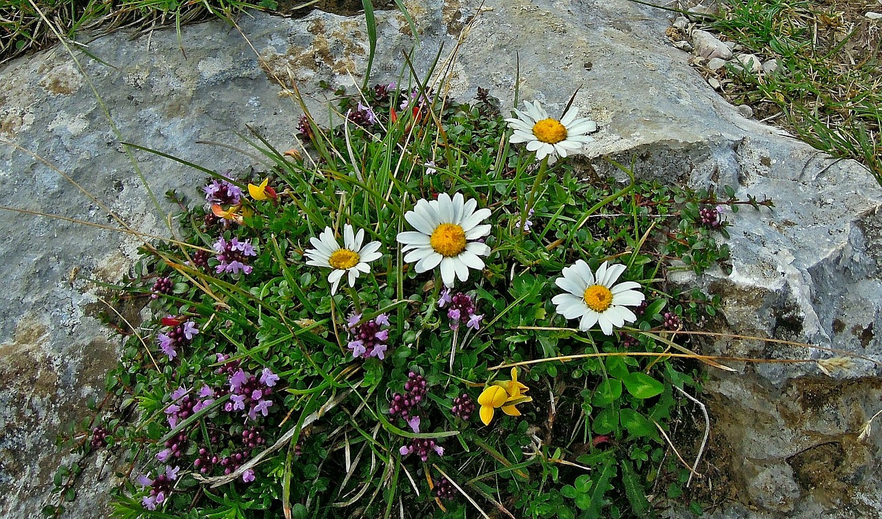 mountain plant flowers free photo