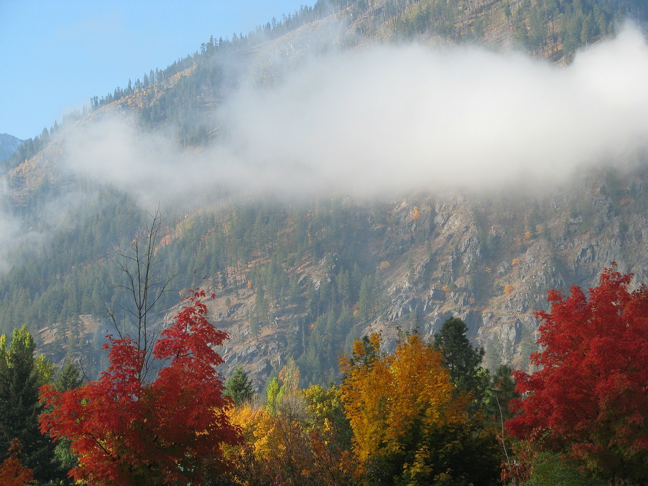 mountain side trees free photo