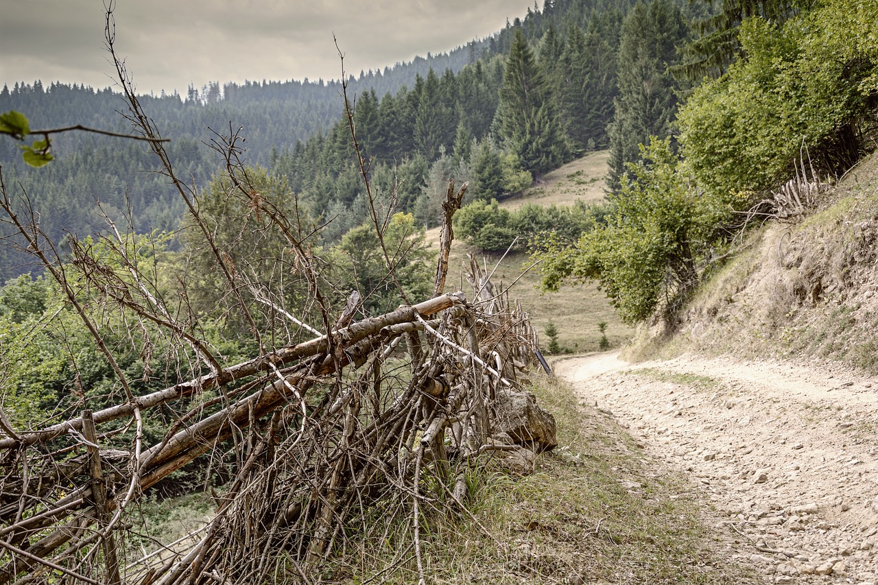 mountain road trees free photo