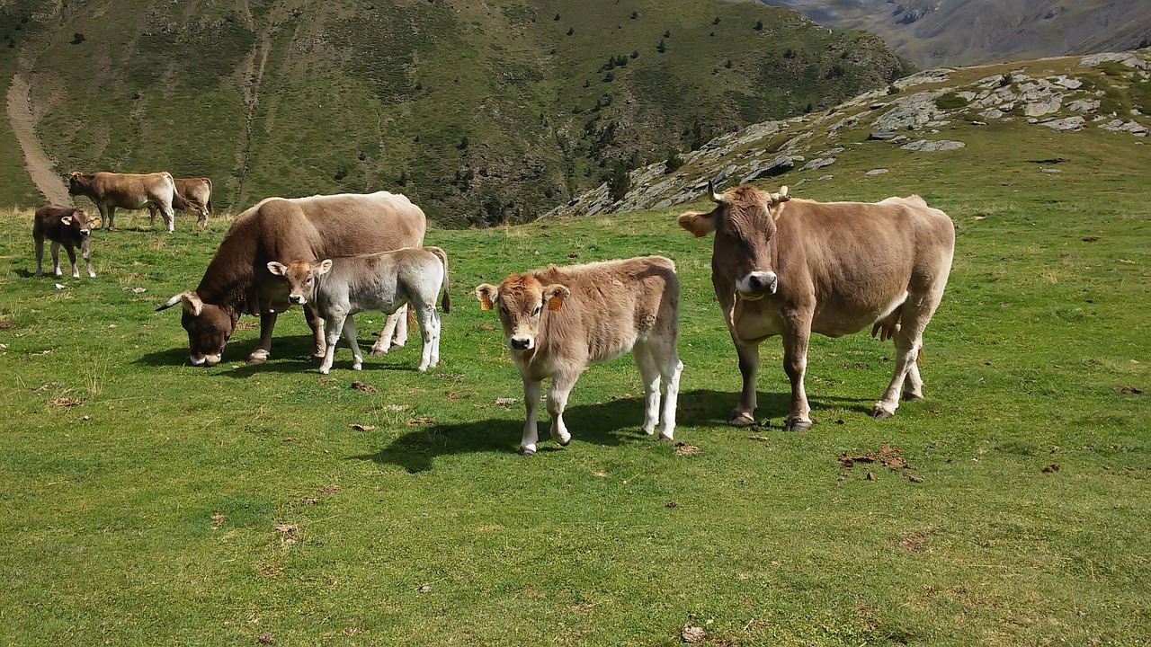 mountain cows nature free photo