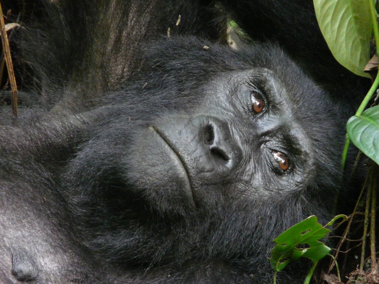 mountain gorilla beringei free photo