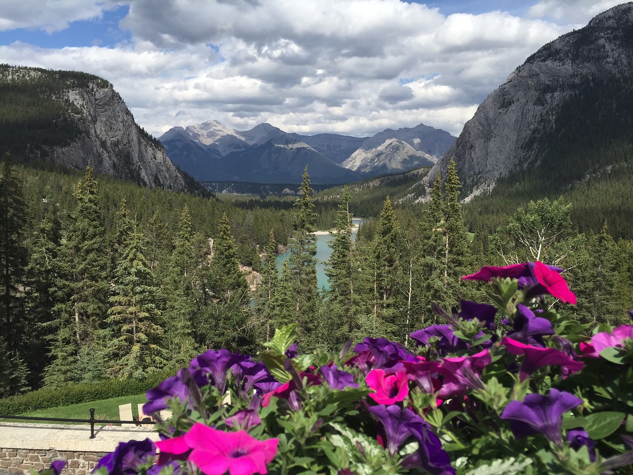 mountain flowers nature free photo