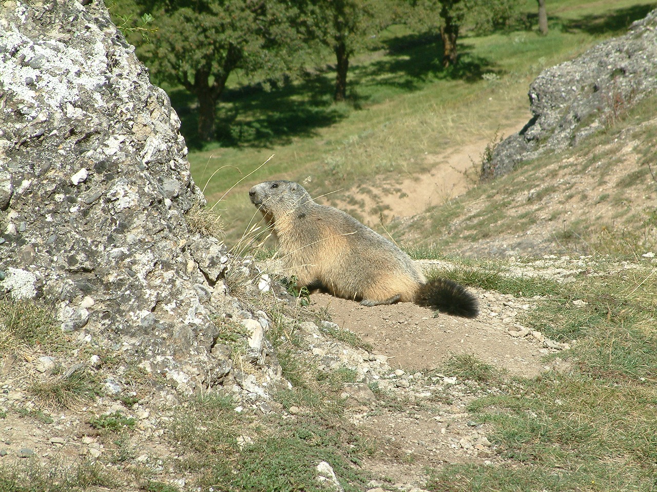 mountain marmot wildlife free photo