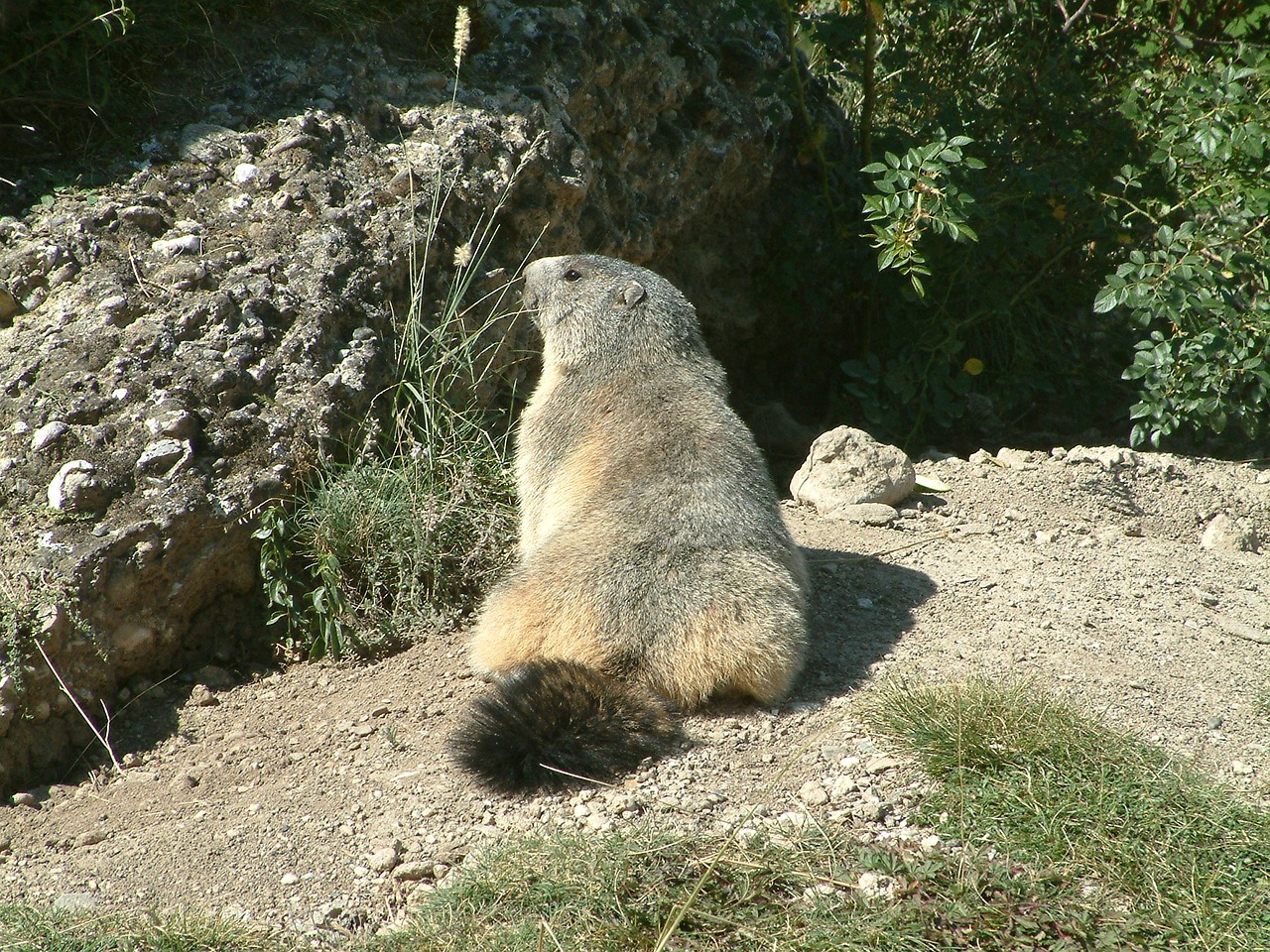 mountain marmot wildlife free photo