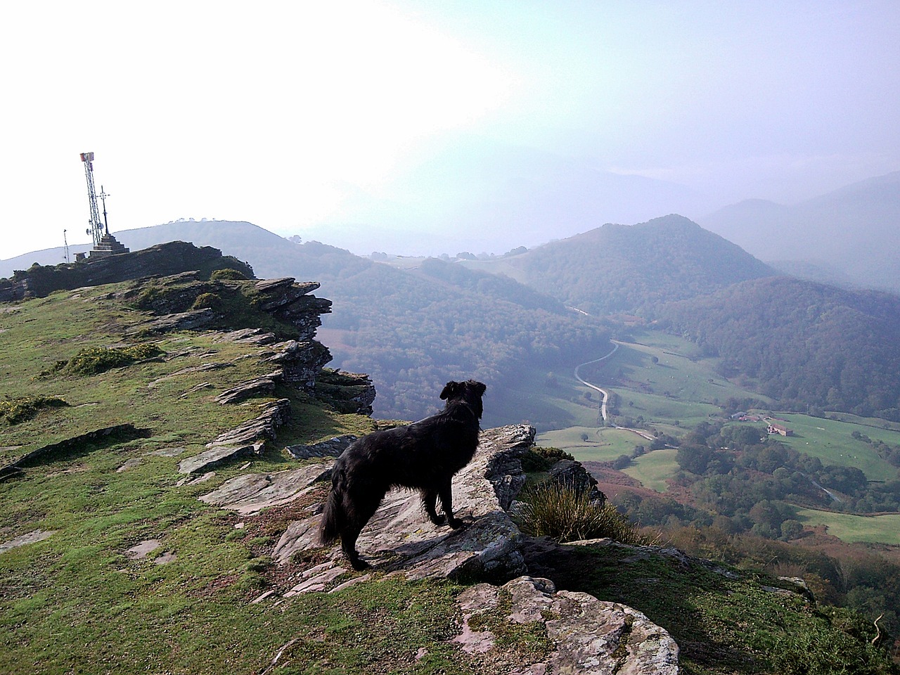 mountain dog landscape free photo