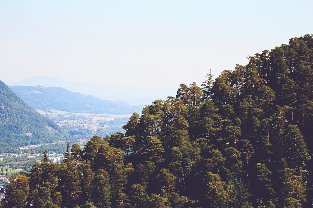 mountain trees view free photo