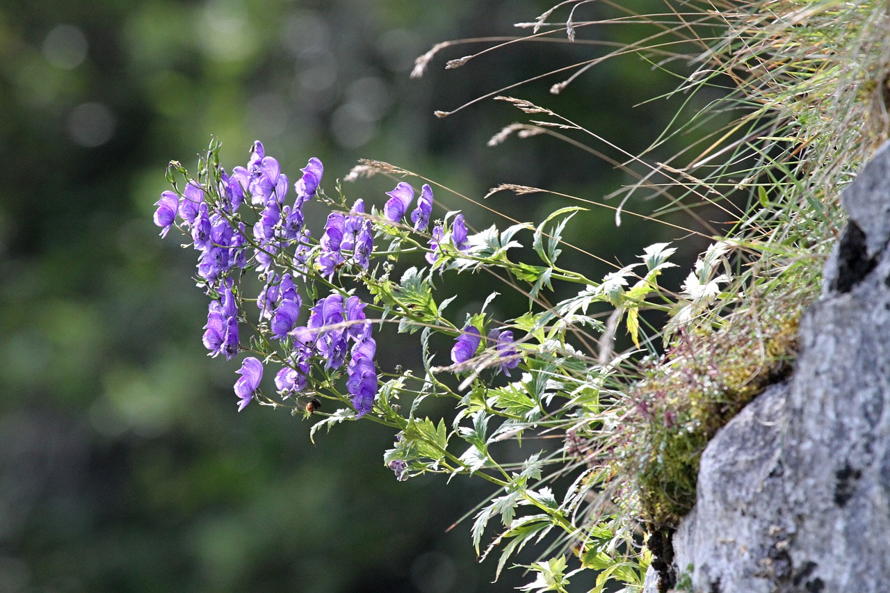 mountain plant nature free photo