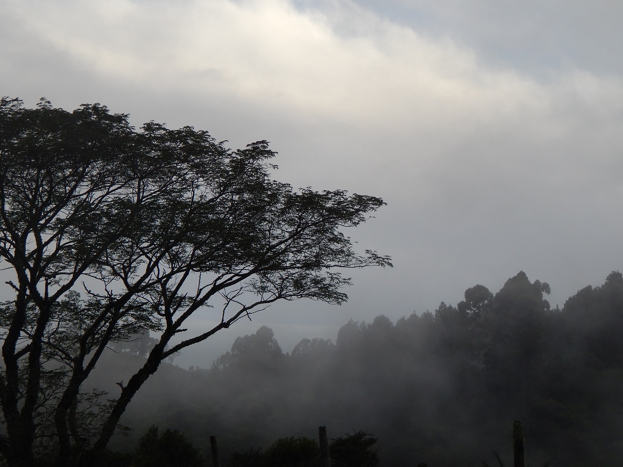 mountain tree fog free photo