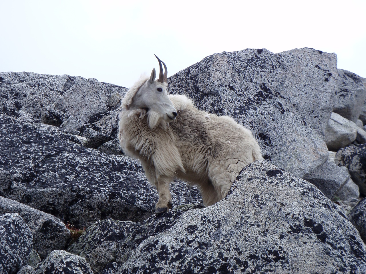 mountain goat cascades free photo