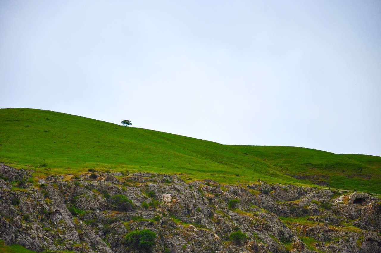 mountain tree green free photo