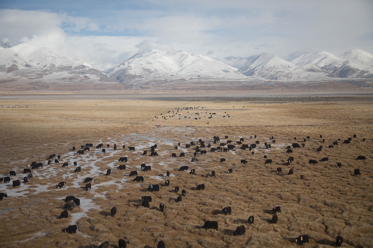 mountain highland herd free photo