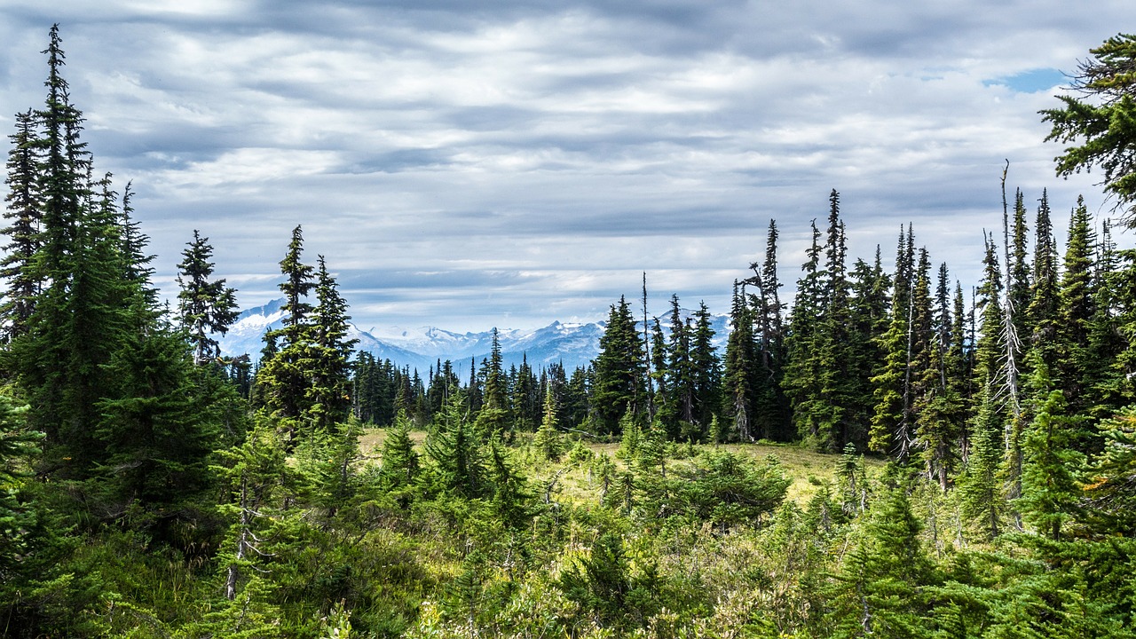 mountain snow trees free photo