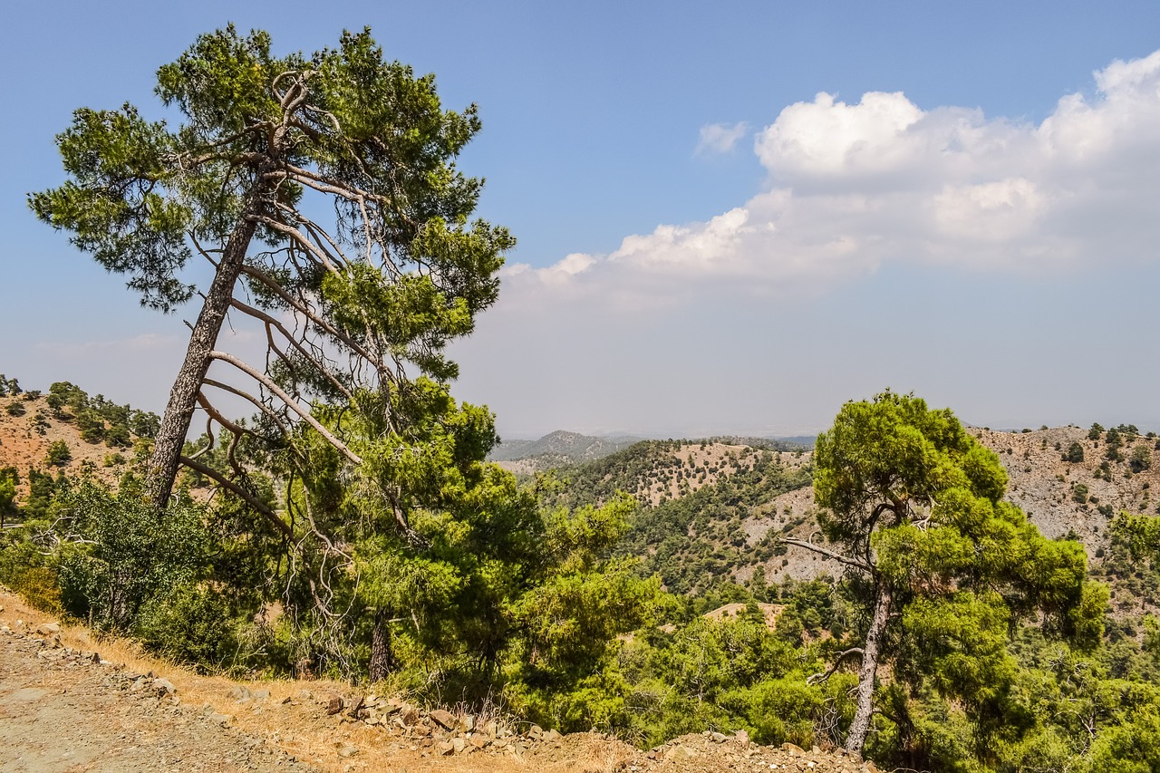 mountain trees forest free photo